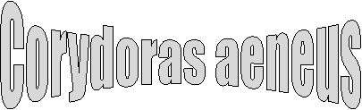 Corydoras aeneus